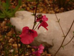 2013-08-18_Regina-F-Rau_Schachen_Blumen  (167).JPG